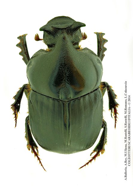 Bubas bison, maschio